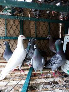 农村散养鸽子视频,农村散养鸽子的温馨日常