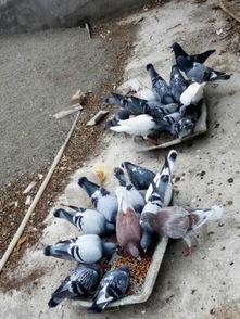 农村散养鸽子视频,农村散养鸽子的温馨日常