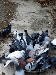 农村散养鸽子视频,农村散养鸽子的温馨日常