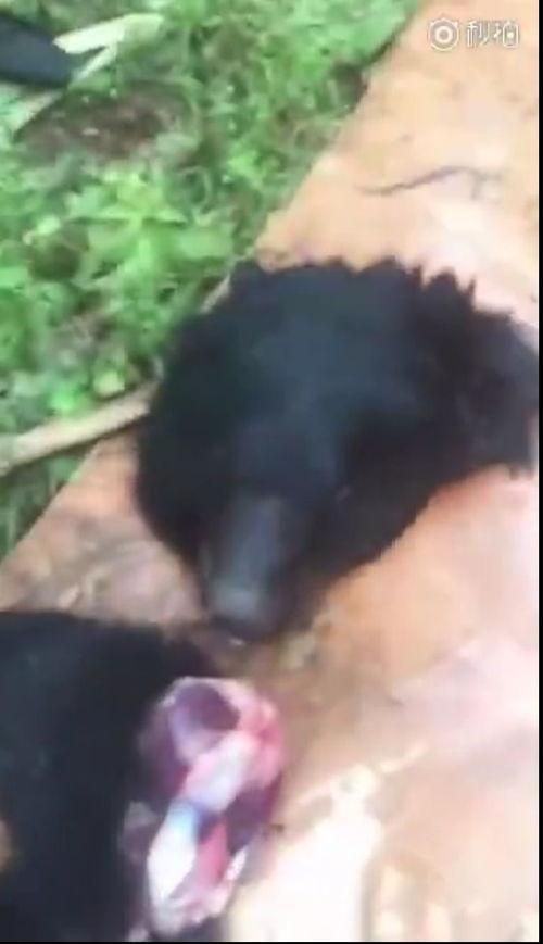 杀狗熊视频,杀狗熊视频引发的伦理争议