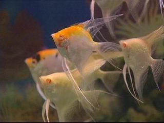 神仙鱼繁殖视频,孵化、成长与繁衍之美