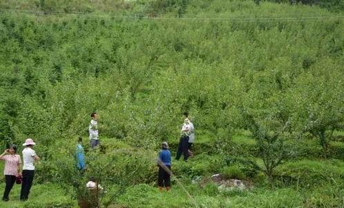 环江明伦山歌视频,环江文化瑰宝的视听之旅