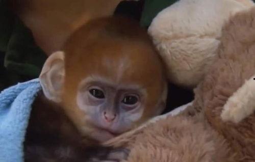 儿童猴子视频,儿童与猴子欢乐互动瞬间